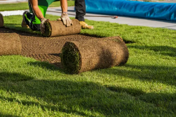 How Long After Installing Sod Can You Walk On It in Westminster, CO