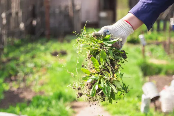 How to Clear a Yard Full of Weeds in Westminster, CO