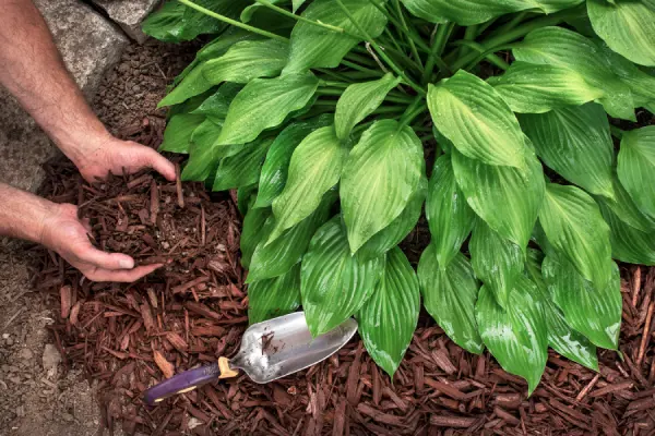 Mulching in Westminster, CO