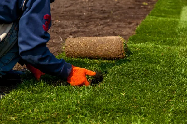 Quality Sod Installation in Westminster, CO