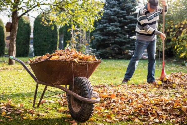 Quality Yard Cleanup in Westminster, CO