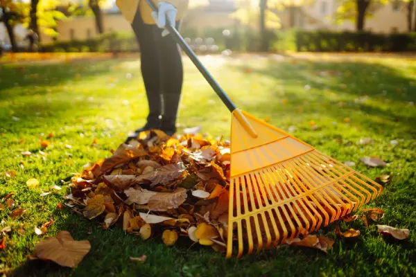 Yard Cleanup in Westminster, CO